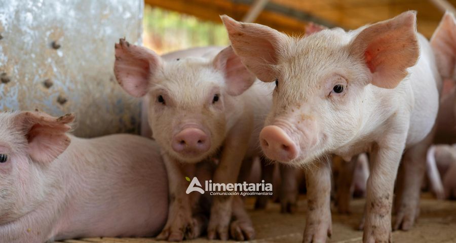 Cerdo paraguayo en ascenso: sanidad, genética y nuevas puertas al mundo