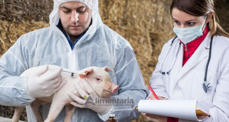 Paraguay refuerza controles sanitarios tras brote de Peste Porcina Africana en España