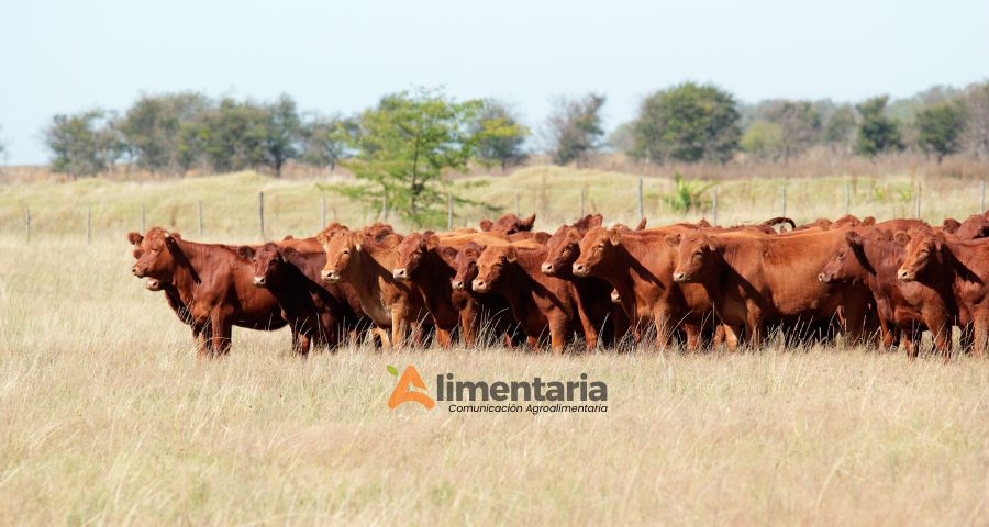 Paraguay entre los 10 mayores exportadores de carne del mundo: un nuevo impulso al agroindustrial