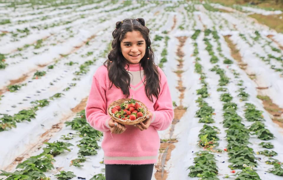 Productores de Areguá, invitan a niños a cosechar frutillas